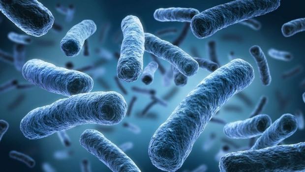 Полезные бактерии в организме человека