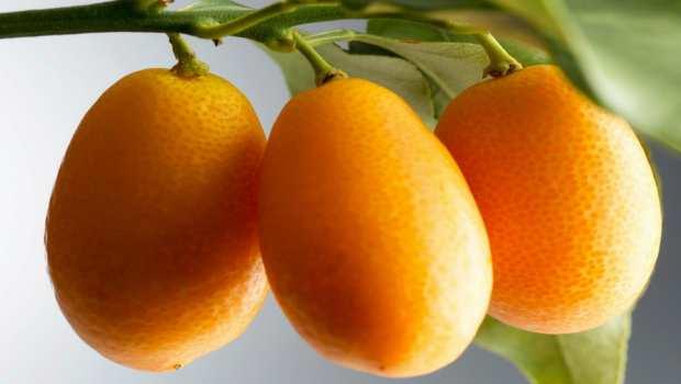 «Золотой апельсин» кумкват: его польза для организма человека, возможный вред, нормы и области применения